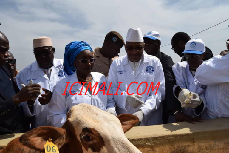 vaccination cheptel-2018-2019-mali-soumeylou boubèye maïga-baguineda