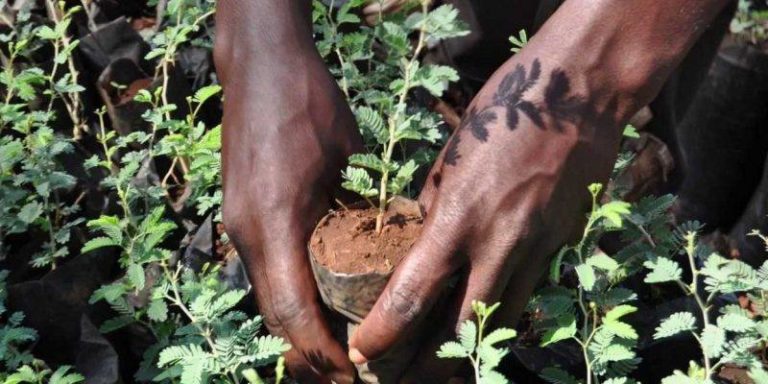 arbres-planter-mali-reboisement