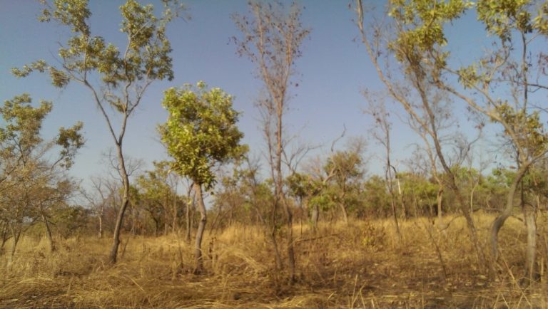 environnement-1024x579