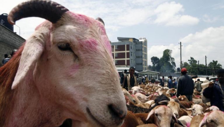 mouton-Addis-Abeba-fête tabaski 2019