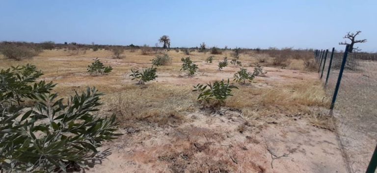 reboisement -arbres plantés