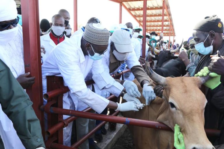 Vaccination bétail Mali- Campagne vaccination_cheptel animale 2020-2021 Mali