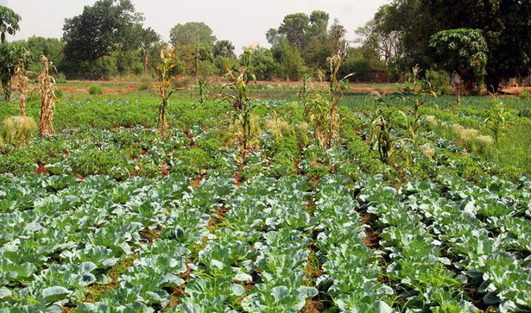 aménagements hydro-agricoles dans la région de Kita