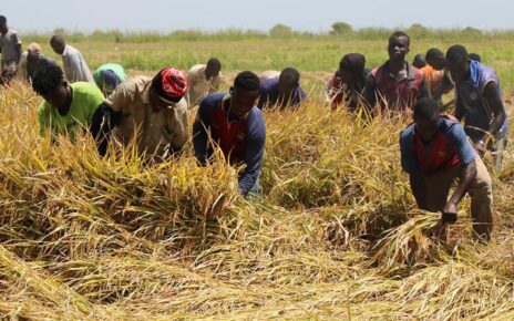La campagne pour la récolte du Riz a commencé dans les villages de Ké-Macina, Kolongo, Mbéwani, N’débougou jusqu’à Niono, dans de la zone de Office du Niger, mais le problème d’engrais serait la principale cause qui a impacté les résultats attendus selon plusieurs producteurs.
