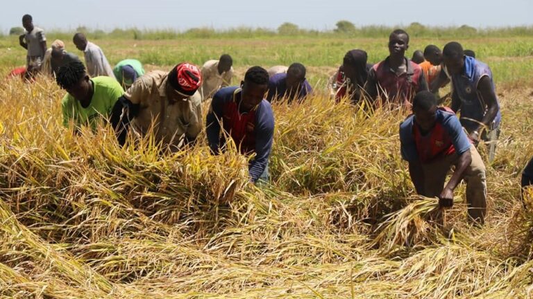 La campagne pour la récolte du Riz a commencé dans les villages de Ké-Macina, Kolongo, Mbéwani, N’débougou jusqu’à Niono, dans de la zone de Office du Niger, mais le problème d’engrais serait la principale cause qui a impacté les résultats attendus selon plusieurs producteurs.