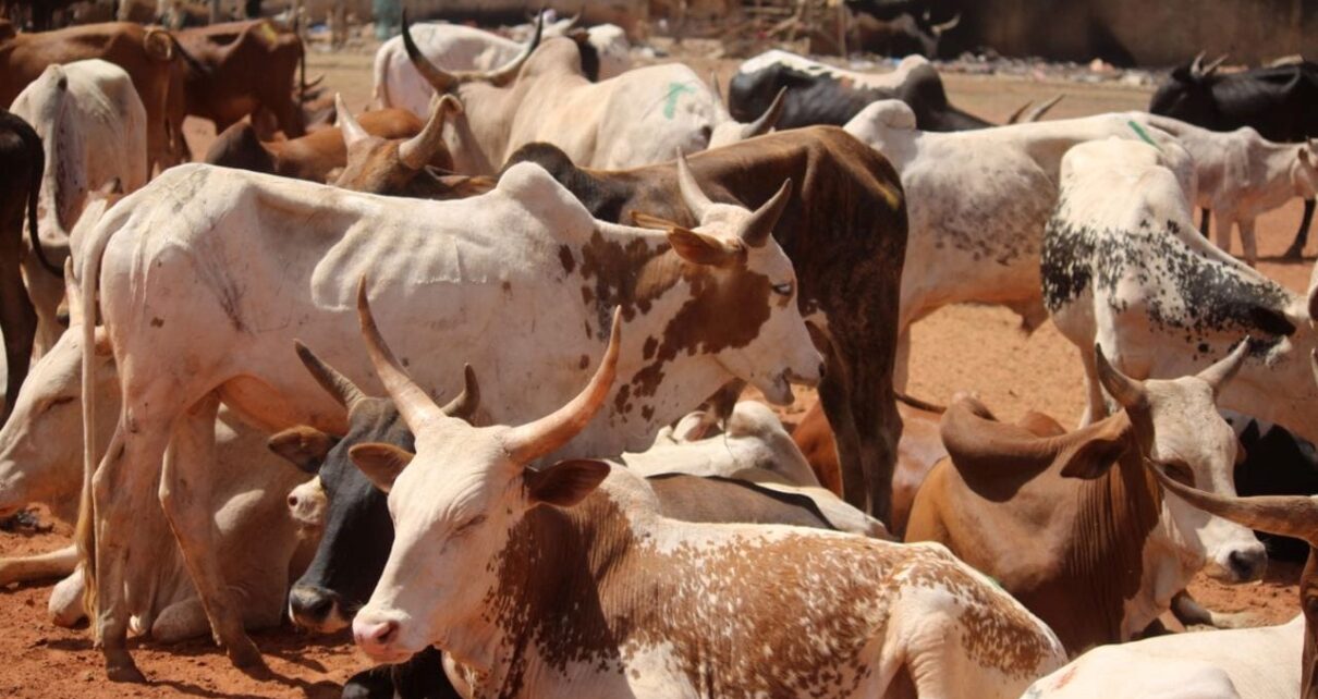 La 15ème édition de l’opération de vente promotionnelle de bovins pour le mois de Ramadan a été lancée avec comme objectif de mettre sur le marché près de 3200 têtes, dont 1770 têtes à Bamako, 470 à Kayes, 270 à Sikasso, 220 à Ségou et 260 à Mopti. Les prix à Bamako varient entre 200 000 FCFA à 350 000 FCFA.