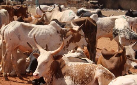 La 15ème édition de l’opération de vente promotionnelle de bovins pour le mois de Ramadan a été lancée avec comme objectif de mettre sur le marché près de 3200 têtes, dont 1770 têtes à Bamako, 470 à Kayes, 270 à Sikasso, 220 à Ségou et 260 à Mopti. Les prix à Bamako varient entre 200 000 FCFA à 350 000 FCFA.