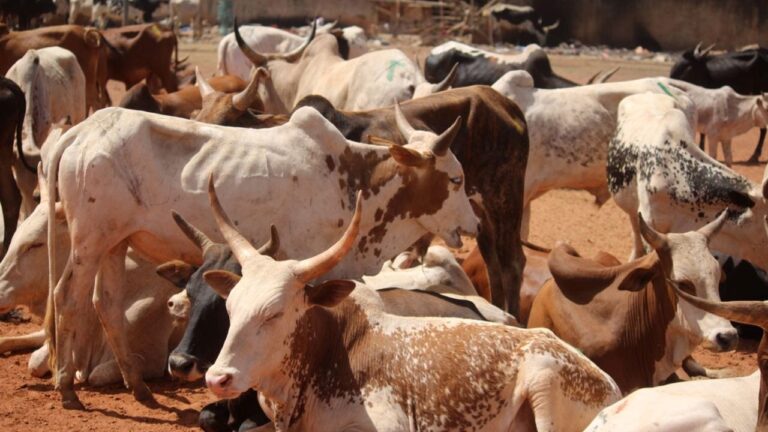 La 15ème édition de l’opération de vente promotionnelle de bovins pour le mois de Ramadan a été lancée avec comme objectif de mettre sur le marché près de 3200 têtes, dont 1770 têtes à Bamako, 470 à Kayes, 270 à Sikasso, 220 à Ségou et 260 à Mopti. Les prix à Bamako varient entre 200 000 FCFA à 350 000 FCFA.