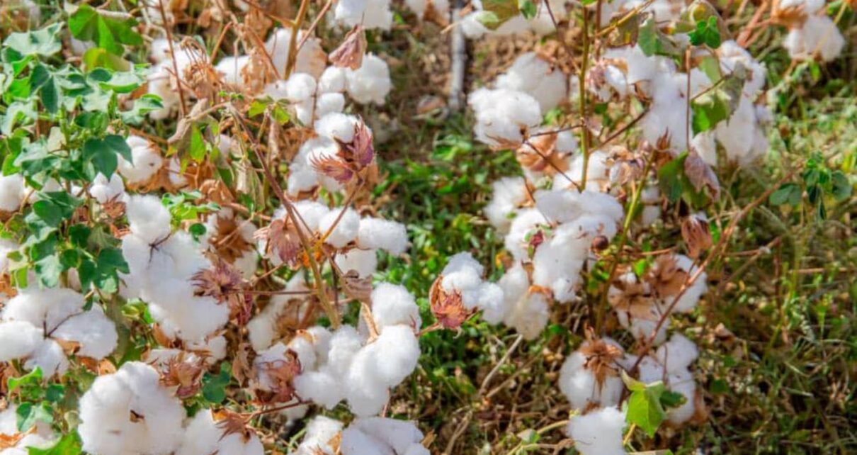 Par la même occasion, on note que le Mali, pays qui occupait le premier rang de producteur de coton sur le continent Africain en 2022, est rétrogradé à la troisième place avec sa production estimée à 390.000 tonnes en 2023. En clair, soit moins que l'année dernière où il a fait un record de production de plus de 760 000 tonnes au titre de la campagne 2021-2022.