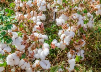 Par la même occasion, on note que le Mali, pays qui occupait le premier rang de producteur de coton sur le continent Africain en 2022, est rétrogradé à la troisième place avec sa production estimée à 390.000 tonnes en 2023. En clair, soit moins que l'année dernière où il a fait un record de production de plus de 760 000 tonnes au titre de la campagne 2021-2022.