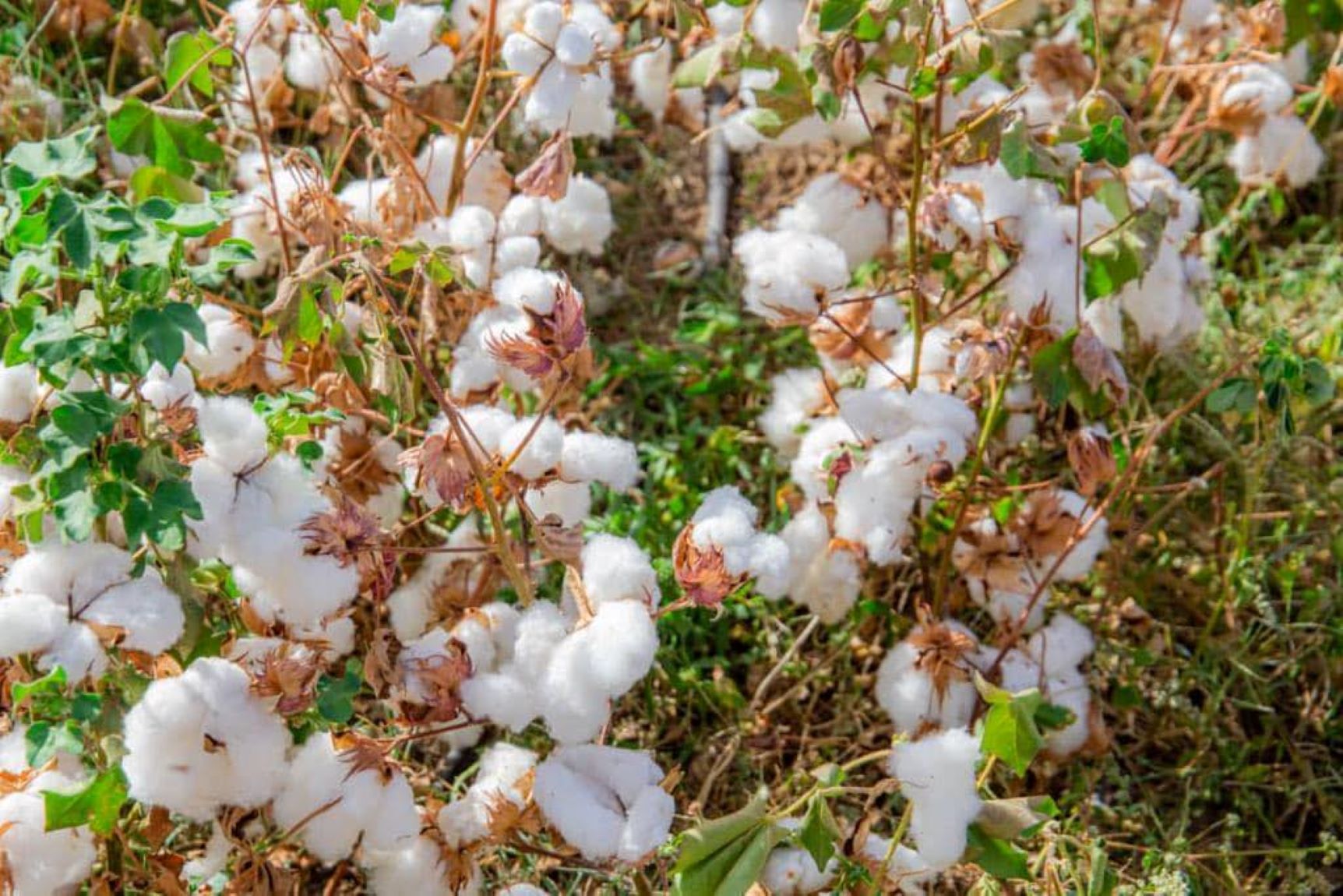 Production du coton en Afrique : Pourquoi le Mali est relégué à la 3ème ...