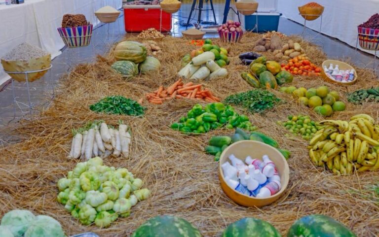 Les décisions importantes prises à la 13e Session du Conseil Supérieur de l’Agriculture sont entre autres la prise en charge des crédits d’intrants des producteurs de coton sur les superficies perdues suite à l’attaque des jassides et des inondations au titre de la campagne 2022/2023, la fixation du prix subventionné de l’engrais minéral à 14 000 F CFA le sac de 50 kg et celui de l’engrais organique à 3000 FCFA par sac de 50 kg. Le prix d’achat de base de coton graine de premier choix est fixé à 295 FCFA le kg.