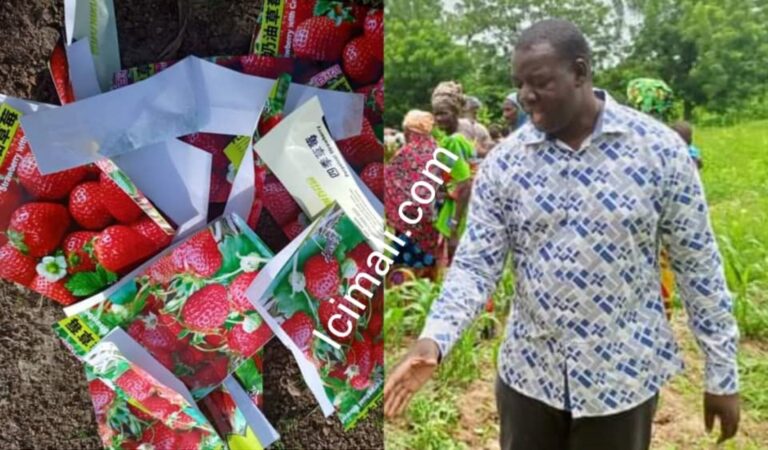 Afin de révolutionner l’Agriculture biologique et renforcer la consommation locale des produits bio certifiés SPG bio local, la ferme Agroécologique et biologique HAD vient de lancer une expérience révolutionnaire dans le domaine de la production de fraises biologiques. Elle s'apprête à produire des fraises certifiées label SPG (Système de Participation Garantie) en utilisant des méthodes respectueuses de l'environnement et une approche innovante.