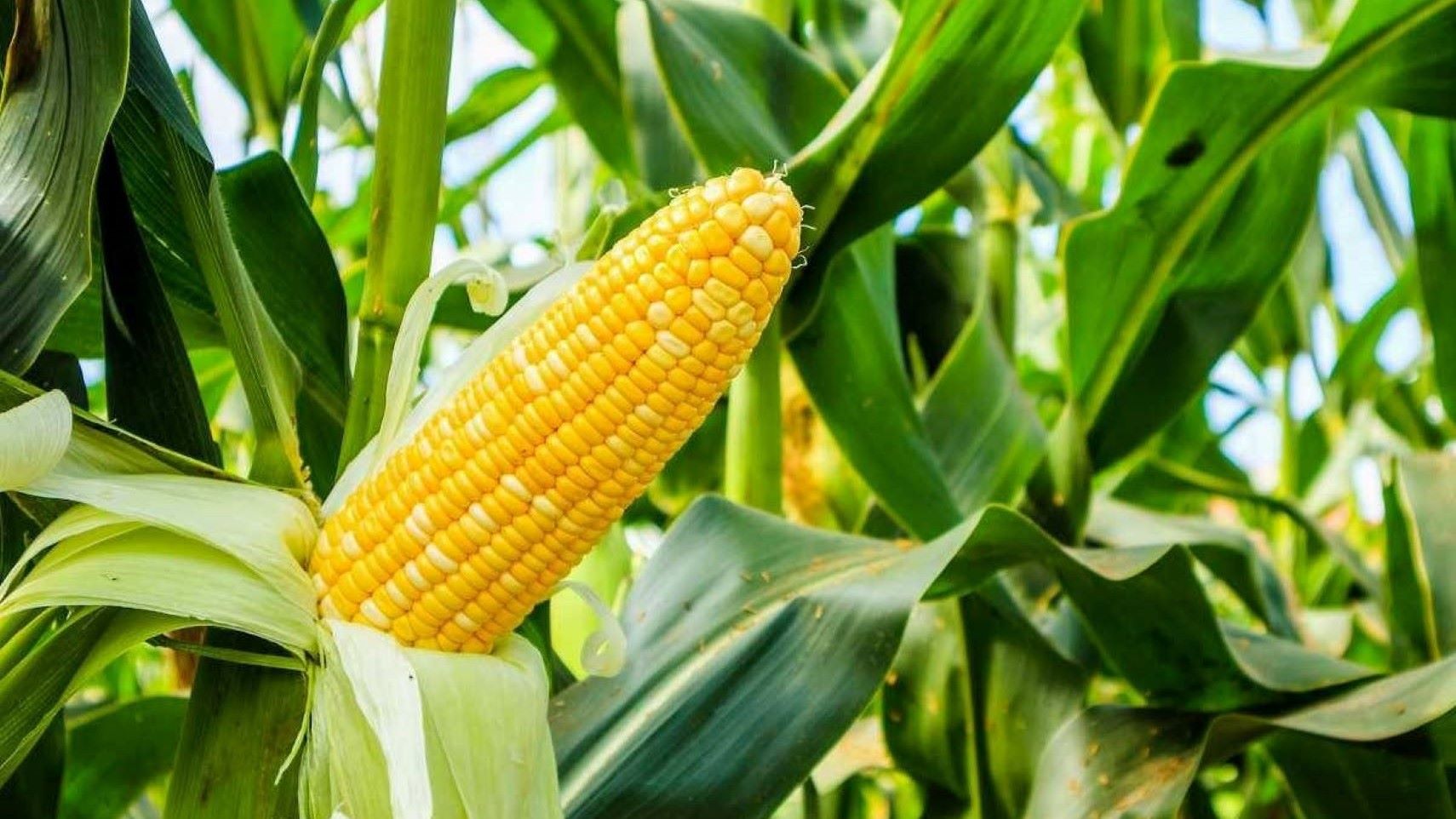 Notre pays qui s’est résolument engagé à relever le défi de la sécurité et de la souveraineté alimentaires, a ainsi enregistré pour cette saison 2024, des résultats encourageants, avec 9 979 027 tonnes de céréales, et un excédent céréalier brut total de 1 809 703 tonnes, 582 558,733 tonnes de coton graine contre 389 700 tonnes en 2022-2023, soit une hausse de 1,49 % ; 99 748 tonnes de viande rouge contre 87 949 tonnes en 2022-2023 ; 133 940 tonnes de poissons de capture et d'aquaculture, contre 110 366 tonnes en 2022-2023.