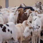 L’objectif de cette opération est de rendre accessibles au plus grand nombre de familles du District de Bamako et des capitales régionales des ovins de bonne qualité et à des prix abordables