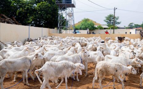 Le Président de la Transition, le Colonel Assimi GOÏTA, dans le cadre de ses œuvres sociales, a offert 250 sacs de riz et 250 moutons aux veuves des militaires et paramilitaires tombés pour la patrie