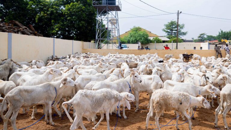 Le Président de la Transition, le Colonel Assimi GOÏTA, dans le cadre de ses œuvres sociales, a offert 250 sacs de riz et 250 moutons aux veuves des militaires et paramilitaires tombés pour la patrie