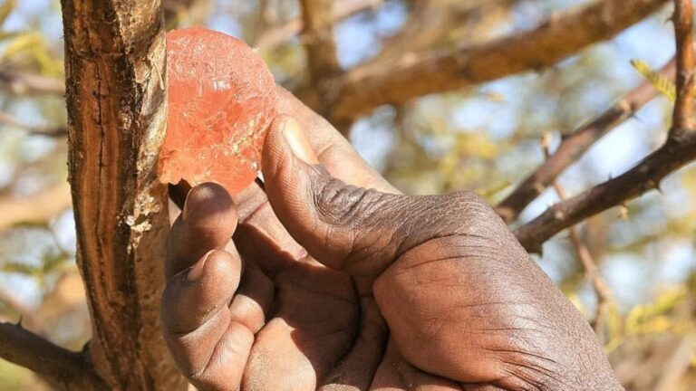 Dans son discours introductif, le Ministre Moussa Alassane Diallo a insisté sur la nécessité impérative de respecter les règles en matière d'exportation, rappelant que le respect strict des procédures réglementaires est essentiel pour la conformité et la crédibilité du Mali sur les marchés internationaux.