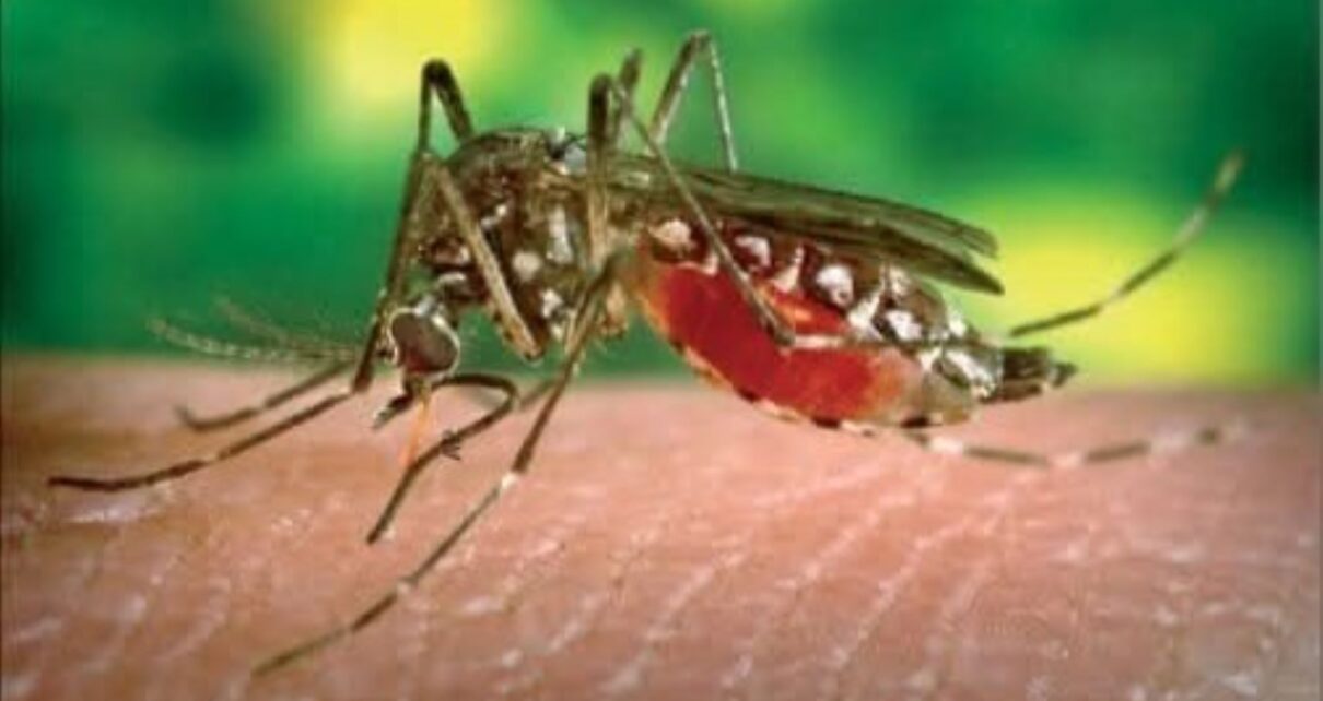 Les enceintes contenant les moustiques génétiquement modifiés sont sous scellés depuis le 18 août 2025 et tous les échantillons seront détruits suivant un protocole indiqué. Les moustiques mâles biaisés génétiquement modifiés sans impulsion génétique lâchés dans le village de Souroukoudingan, Province du Houet, Région du Guiriko ont été soigneusement traités par les services techniques compétents