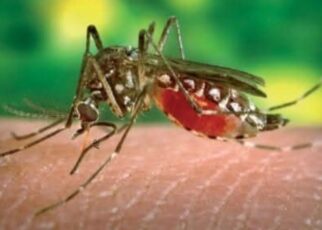 Les enceintes contenant les moustiques génétiquement modifiés sont sous scellés depuis le 18 août 2025 et tous les échantillons seront détruits suivant un protocole indiqué. Les moustiques mâles biaisés génétiquement modifiés sans impulsion génétique lâchés dans le village de Souroukoudingan, Province du Houet, Région du Guiriko ont été soigneusement traités par les services techniques compétents