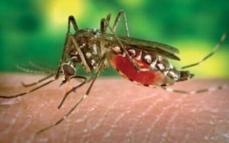 Les enceintes contenant les moustiques génétiquement modifiés sont sous scellés depuis le 18 août 2025 et tous les échantillons seront détruits suivant un protocole indiqué. Les moustiques mâles biaisés génétiquement modifiés sans impulsion génétique lâchés dans le village de Souroukoudingan, Province du Houet, Région du Guiriko ont été soigneusement traités par les services techniques compétents