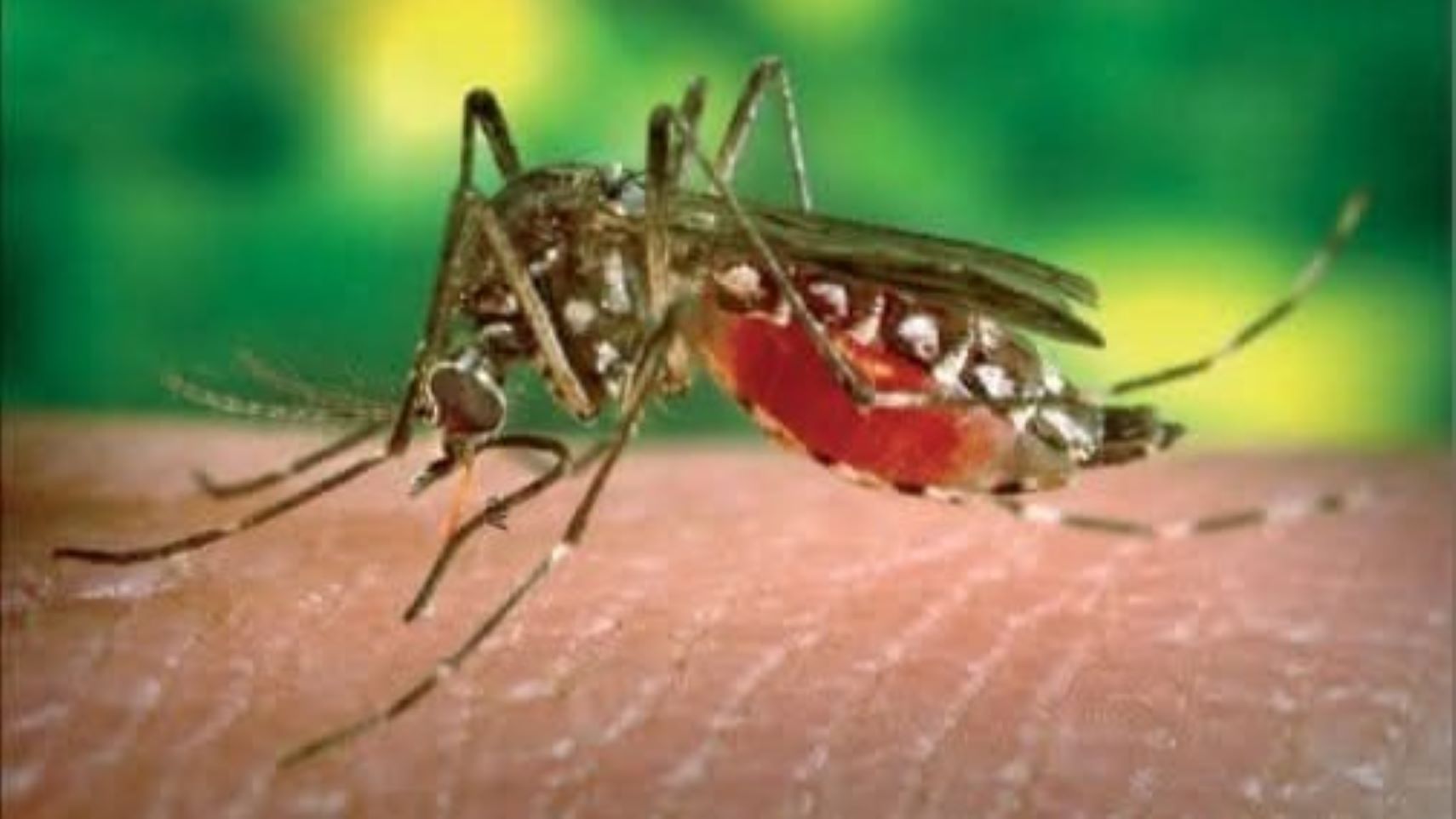 Les enceintes contenant les moustiques génétiquement modifiés sont sous scellés depuis le 18 août 2025 et tous les échantillons seront détruits suivant un protocole indiqué. Les moustiques mâles biaisés génétiquement modifiés sans impulsion génétique lâchés dans le village de Souroukoudingan, Province du Houet, Région du Guiriko ont été soigneusement traités par les services techniques compétents