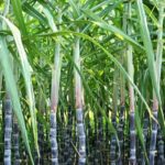 Entre résilience face au terrorisme et ambition économique, les complexes de Séribala et Bewani tournent à plein régime pour garantir l’approvisionnement du pays, notamment à l'approche du Ramadan.