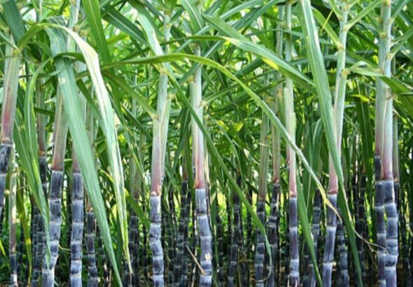 Entre résilience face au terrorisme et ambition économique, les complexes de Séribala et Bewani tournent à plein régime pour garantir l’approvisionnement du pays, notamment à l'approche du Ramadan.