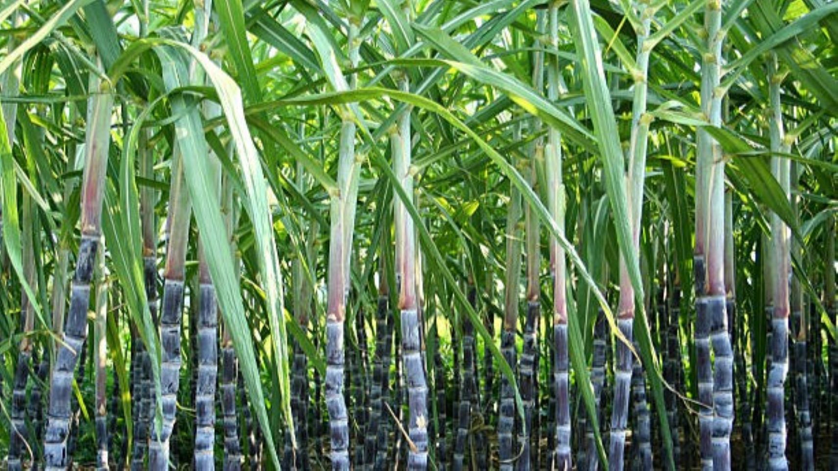 Entre résilience face au terrorisme et ambition économique, les complexes de Séribala et Bewani tournent à plein régime pour garantir l’approvisionnement du pays, notamment à l'approche du Ramadan.