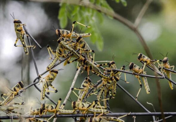 Le cadre solennel de la salle de réunion du Ministère de l’Agriculture a servi de décor, ce jeudi en début d'après-midi, à un geste de solidarité communautaire majeur. Le Représentant Résident de la Commission de l’UEMOA au Mali, M. Roberto Alexandre VIEIRA, a officiellement remis un chèque d’un montant de 100 millions de francs CFA au Ministre de l’Agriculture, M. Daniel Siméon KELEMA.