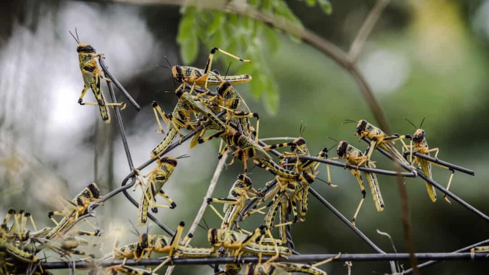 Le cadre solennel de la salle de réunion du Ministère de l’Agriculture a servi de décor, ce jeudi en début d'après-midi, à un geste de solidarité communautaire majeur. Le Représentant Résident de la Commission de l’UEMOA au Mali, M. Roberto Alexandre VIEIRA, a officiellement remis un chèque d’un montant de 100 millions de francs CFA au Ministre de l’Agriculture, M. Daniel Siméon KELEMA.