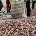 L’I2C aura notamment pour mission de « reprendre l’initiative scientifique » sur le café et le cacao. Il devra ainsi contribuer à répondre aux enjeux de compétitivité et de maîtrise des standards du marché mondial.