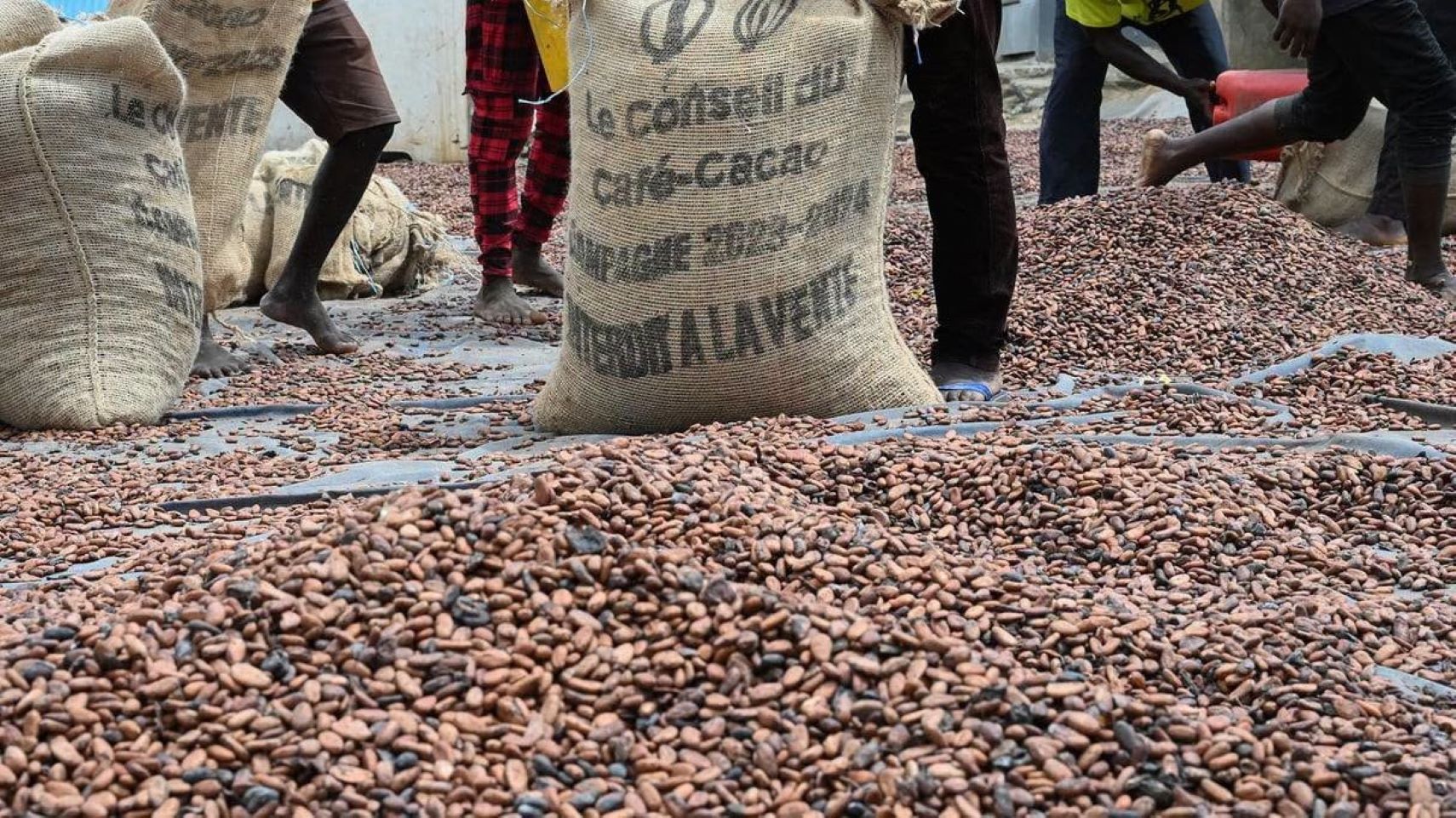 L’I2C aura notamment pour mission de « reprendre l’initiative scientifique » sur le café et le cacao. Il devra ainsi contribuer à répondre aux enjeux de compétitivité et de maîtrise des standards du marché mondial.